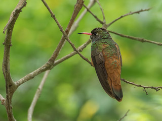 Amazilia hummingbird on a branch	