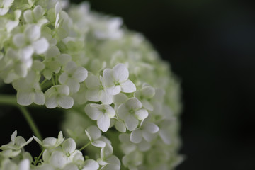 white bloom