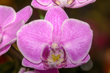 The beauty of a white and purple Orchid in full bloom. Phalaenopsis Orchid flower is the queen of flowers in Thailand.