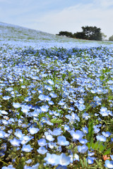 Nemophila, a famous flower of Spring