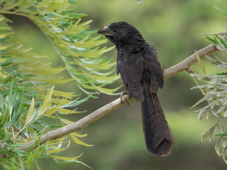 A photograph of a blackbird. Crotophaga Sulcirostris 