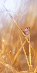 Beautiful Butterfly