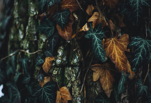 Close-Up Of Dry Leaves On Tree Trunk