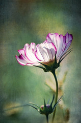 Vintage antique painterly style textured white and purple Cosmos flower and bud. 