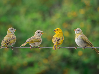 Four little birds on a cable singing