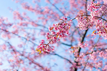 pink blossom sukura flowers on a spring day