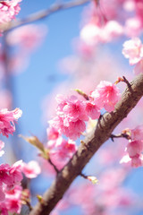 pink blossom sukura flowers on a spring day