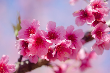 Fototapeta premium pink blossom sukura flowers on a spring day