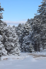 snow covered trees