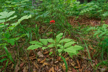 Wild root ginseng with berries. A close up of the most famous medicinal plant ginseng with berries...