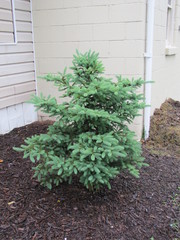 No Blues With This Spruce