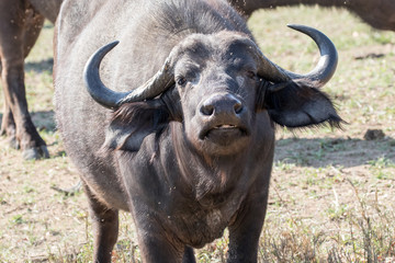 Cape Buffalo
