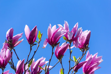 Pink magnolia flower.
