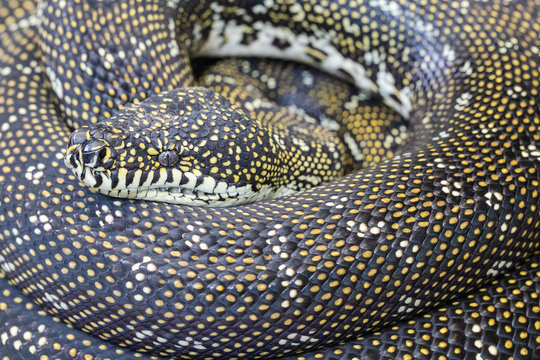 Diamond Python in curled position