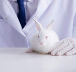 Vet doctor examining rabbit in pet hospital