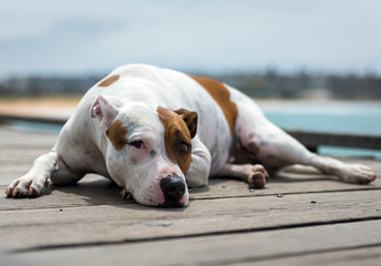 Lazy dog by the sea, Sydney Australia