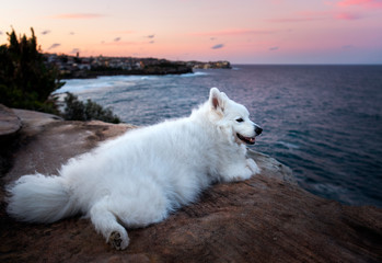 Happy dog by the sea at sunset, Sydney Australia
