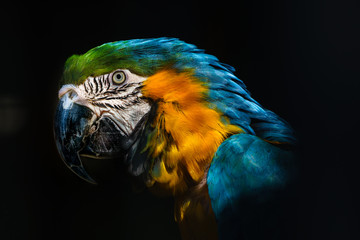 Close-Up Of Gold And Blue Macaw Against Black Background