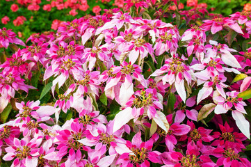 Fototapeta premium Flower carpet of bright pink with white poinsettia (known as the with variegated leaves.