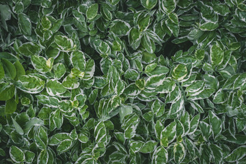 Tropical green plants leaf for background use.