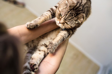 Obraz premium Owner plays with a beautiful, calm cat Scottish Fold, he holds the animal in arms and raises high, against the background of the ceiling and walls.