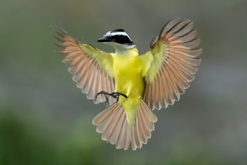 Great Kiskadee
