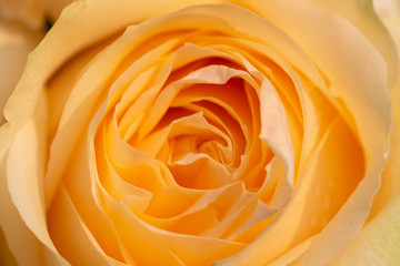 A close up of orange rose petal in step of layer