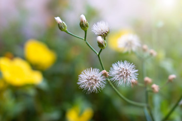 Flowers on the side of the road.