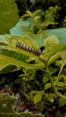 green butterfly on a leaf