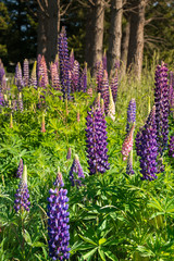 Obraz premium Purple full bloom flower, New Zealand autumn season natural landscape background