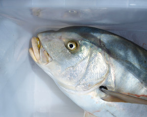 Portrait of an Adult Golden Trevally (Gnathanodon speciosus). Queensland, Australia.