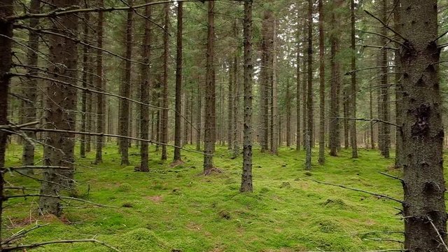 POV walking in the mystical pine and fir trees forest with green moss.