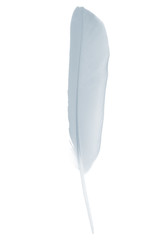 Beautiful white , baby blue feather isolated on white background