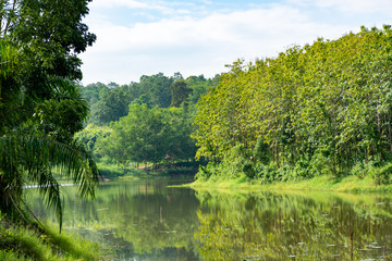 Scenic views of the lake surrounded by trees against sky