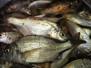 たくさんの生魚