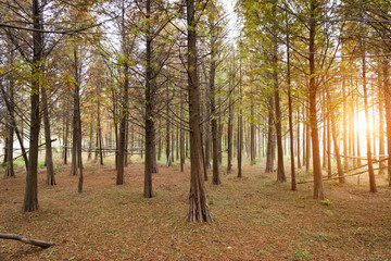 Beautiful Forest