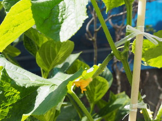 キュウリの黄色い花と小さな実