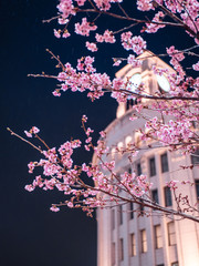 ライトアップされた銀座和光と桜の景観