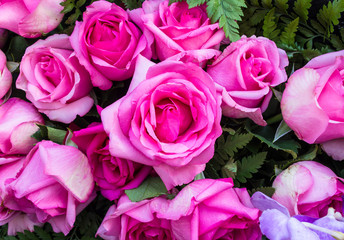 Natural roses background