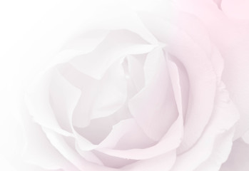 Rose background. vintage color filter