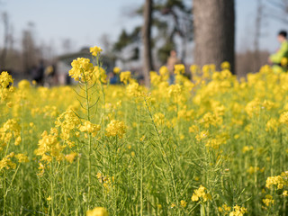 公園に咲く黄色い菜の花の群生。