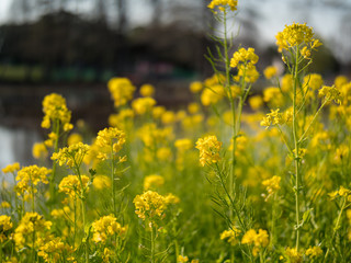 公園に咲く黄色い菜の花の群生。