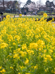 公園に咲く黄色い菜の花の群生。