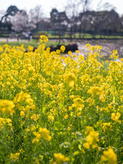 Obraz premium 公園に咲く黄色い菜の花の群生。