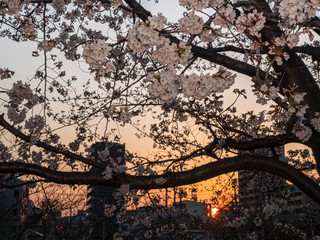 夕暮れ撮影した桜の花。