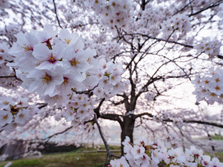 満開の桜の花