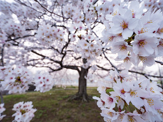 満開の桜の花