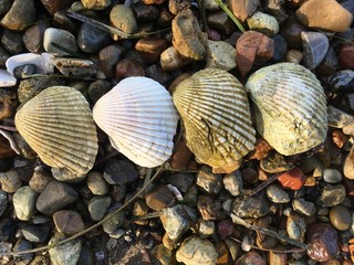 Line of four shells