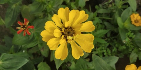 yellow flowers in garden