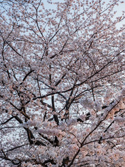 満開の桜の花